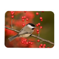 Carolina Chickadee sobre o arbusto do Morango Comu