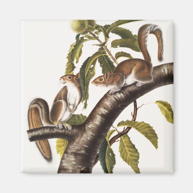 Imã Carolina Cinza Squirrel (Sciurus Carolinensis) (Frente)