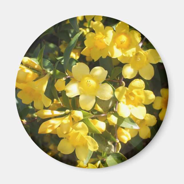 Imã Carolina Jasmine Magnet (Frente)