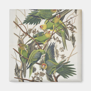 Imã Carolina Parakeet, de 'Birds of America', 1829