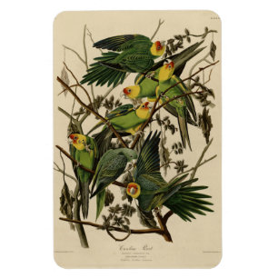 Ímã Carolina Parrot das Aves da América de Audubon