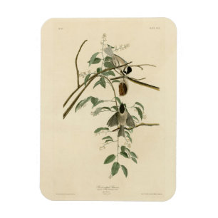 Ímã Carolina Titmouse da Universidade de Audubon's Bir