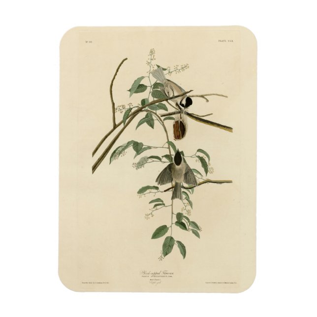 Ímã Carolina Titmouse da Universidade de Audubon's Bir (Vertical)