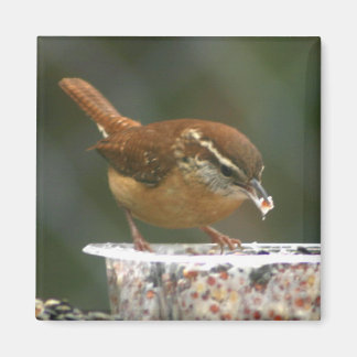 Imã Carolina Wren