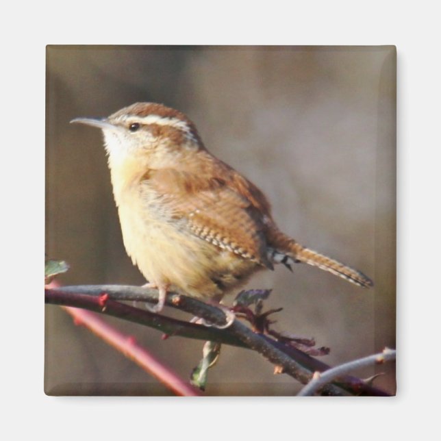 Imã Carolina Wren Magnet (Frente)