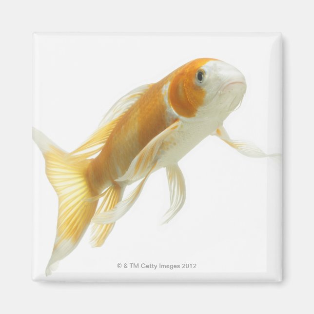 Imã Carpa (Cyprinus carpio) (Frente)