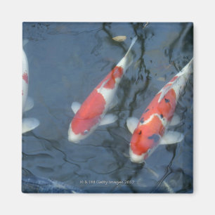 Imã Carpa de Koi na lagoa, opinião de ângulo alto