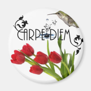 Imã carpe diem