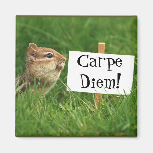 Imã Carpe Diem! Chipmunk com sinal