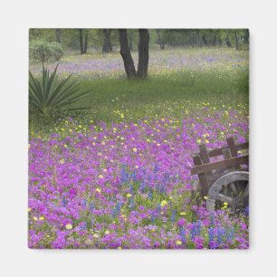 Imã Carrinho de madeira em campo de Phlox, Bonés Azuis