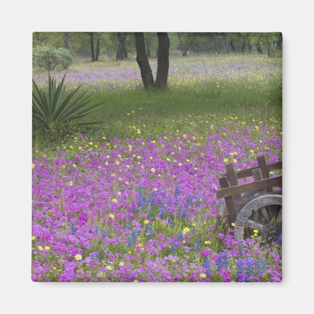 Imã Carrinho de madeira em campo de Phlox, Bonés Azuis (Frente)