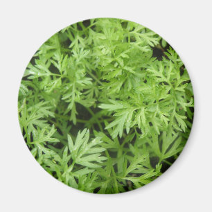 Imã Carrot Tops Magnet