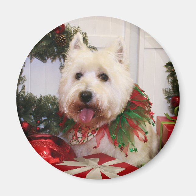Imã Carson - West Highland Terrier - Rovine (Frente)
