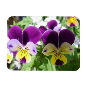 Ímã Cartão floral de Flor Bonito Purple Viola Pansy