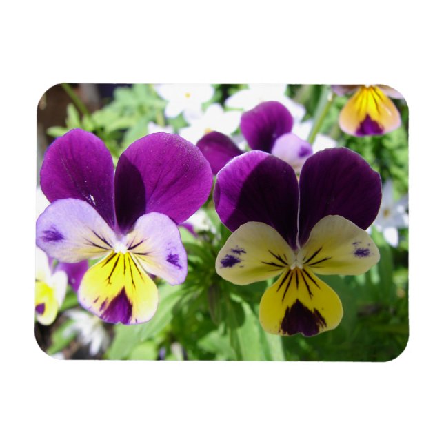Ímã Cartão floral de Flor Bonito Purple Viola Pansy (Horizontal)
