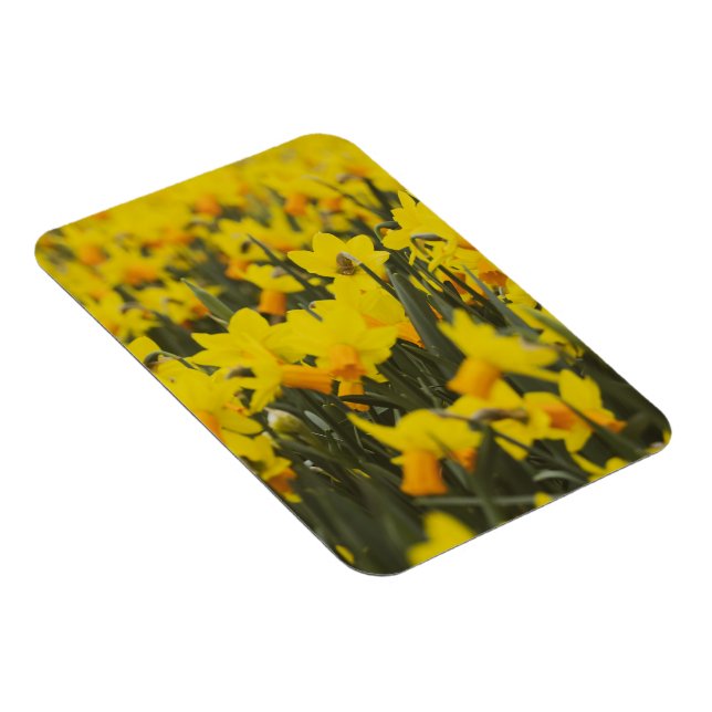 Ímã Cartão Postal do Campo de Narcisos (Lado Direito)