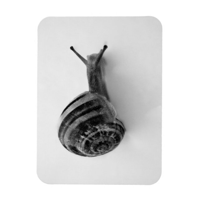 Ímã Cartão-postal Snail (Vertical)