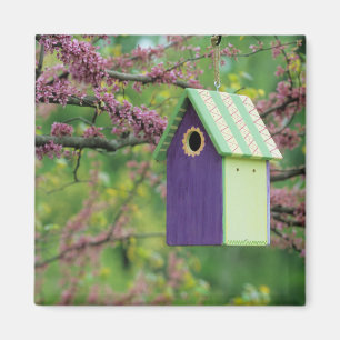 Imã Casa de Pássaros Em Uma Árvore Redbud