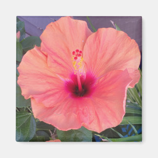 IMÃ CASA HIBISCO
