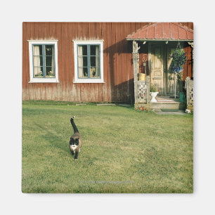 Imã Casa vermelha vestida com um gato no gramado.