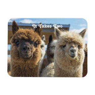 Ímã Casal Alpaca castanho branco e avermelhado