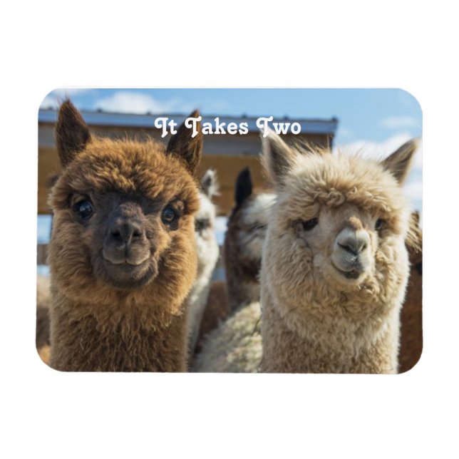 Ímã Casal Alpaca castanho branco e avermelhado (Horizontal)