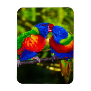 Ímã Casal Colorido de Papagaios Beijando