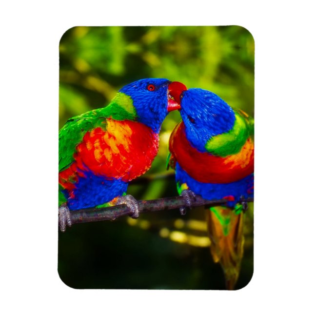 Ímã Casal Colorido de Papagaios Beijando (Vertical)