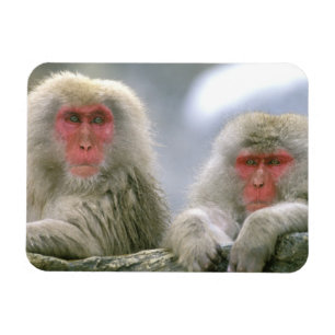 Ímã Casal de Macaco Neve, Macaco Japonês,