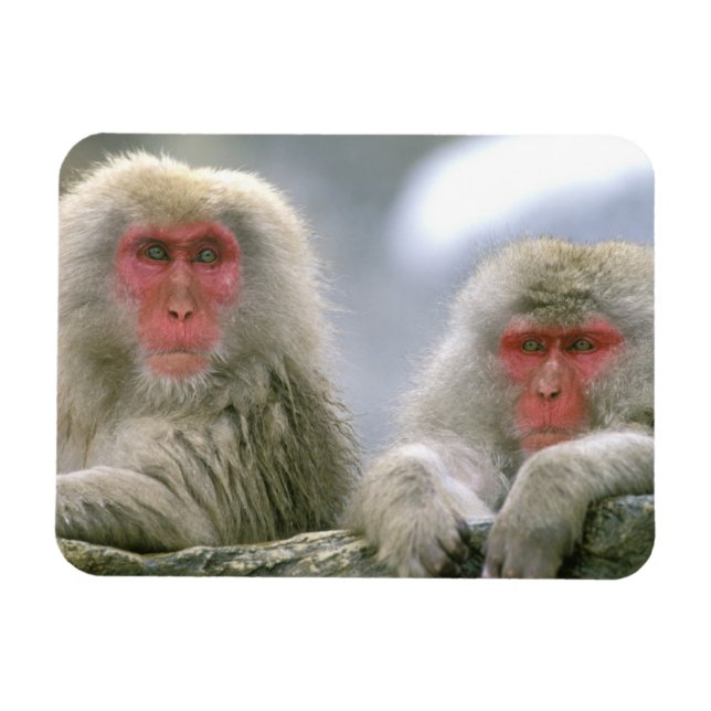 Ímã Casal de Macaco Neve, Macaco Japonês, (Horizontal)