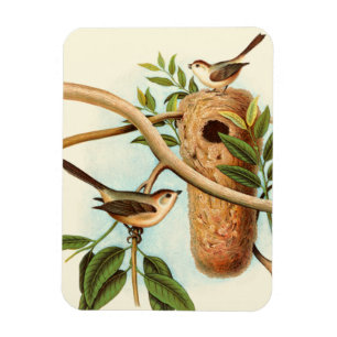 Ímã Casal de pássaro em um ninho preso em uma ramific