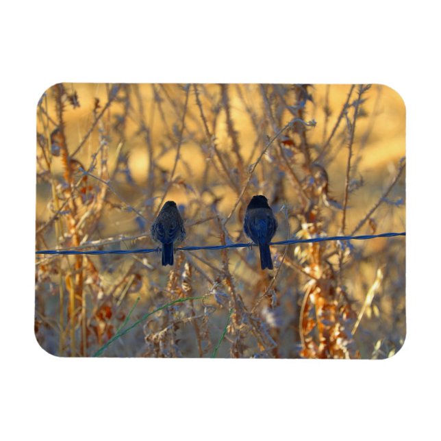 Ímã Casal de pássaro pardal romântico num fio, 3" x 4" (Horizontal)