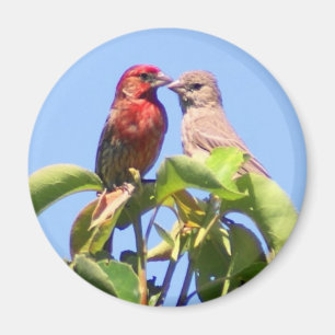 Imã Casal do passarinho de casa