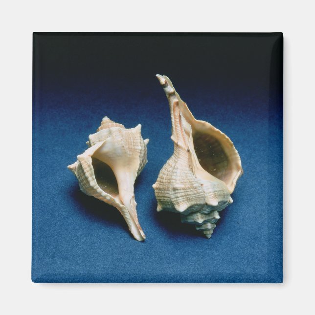 Imã Casca de Murex (Frente)