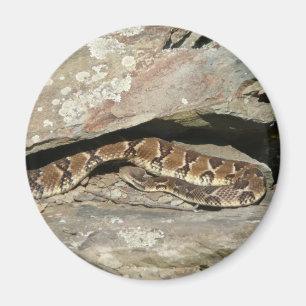 Imã Cascavel no Parque Nacional de Shenandoah