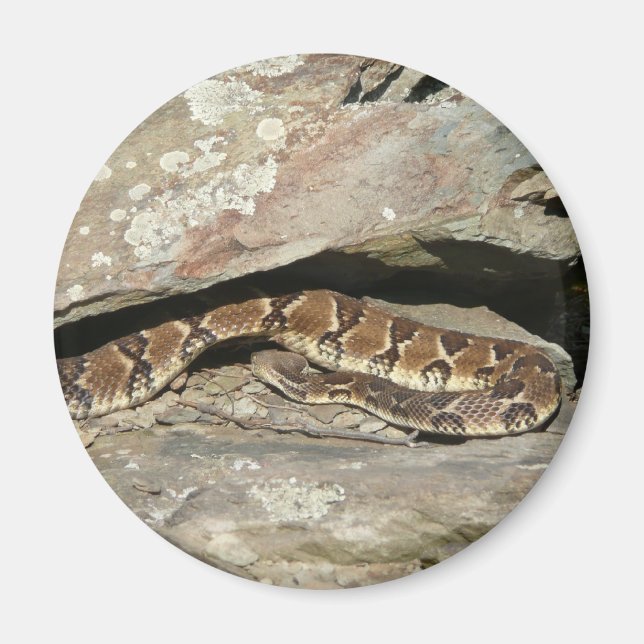 Imã Cascavel no Parque Nacional de Shenandoah (Frente)