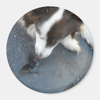 Imã Cassie e a borboleta