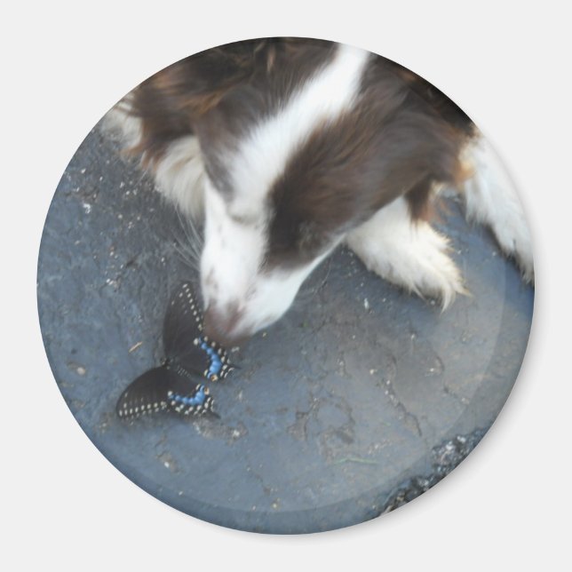 Imã Cassie e a borboleta (Frente)