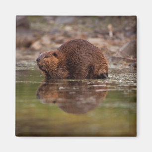 Imã castor, Castor canadensis, vai nadar