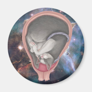 Imã Cat Fetus