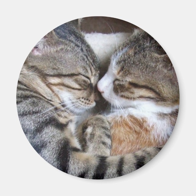 Imã Cat Love Magnet (Frente)