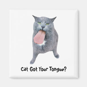 Imã Cat Pegou Sua Língua?