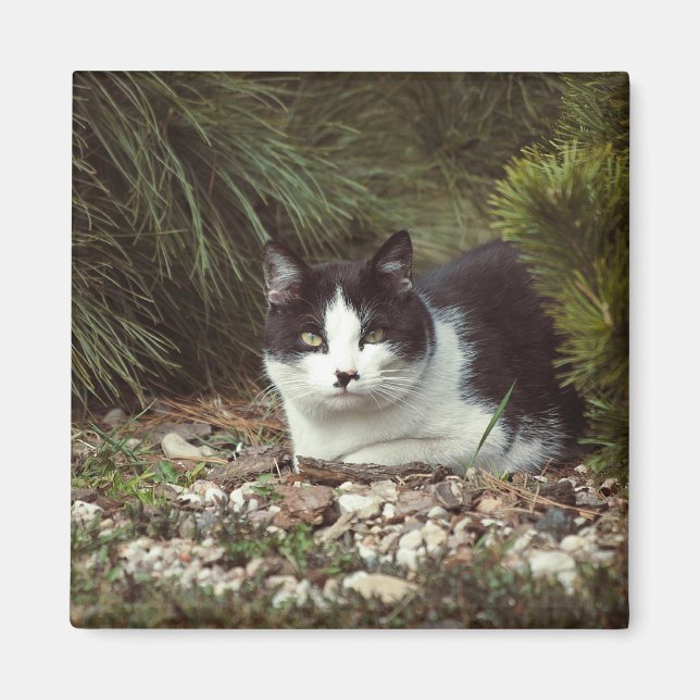 Imã Cat. Shorthair - Magnet (Frente)