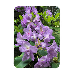Ímã Catawbiense Boursault Rhododendrons, Oregon