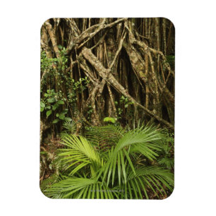 Ímã Catedral Fig, Yungaburra, Atherton Tableland