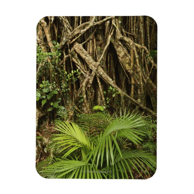 Ímã Catedral Fig, Yungaburra, Atherton Tableland (Vertical)