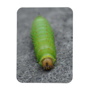 Ímã Caterpillar de surpresa - Antheraea Polyphemus