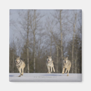 Imã Cativo, Duluth, Minnesota, EUA 2