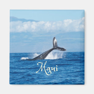 Imã Cauda de Baleia Oceânica Maui Havaí