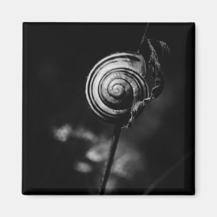 Imã cauda de caracol